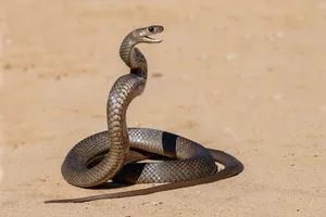 most dangerous snakes in australia most dangerous snakes in australia