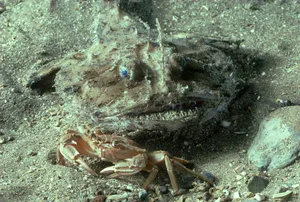 anglerfish: lophius piscatorius devon u.k.