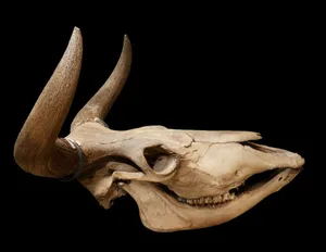 Low-Res_Bild 3 Aurochs skull from Scania from the Biological Museum at Lund University. Credit: Lucas Gölén