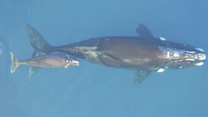Southern right whale, mother and calf Southern right whale, mother and calf