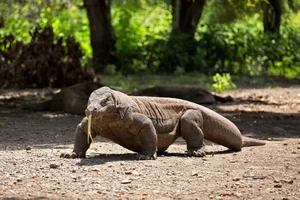 Komodo jokoleo/ Getty Images