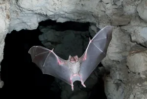 flying bat in cave flying bat in cave