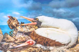 A Nazca booby snapping at a vampire finch A Nazca booby snapping at a vampire finch