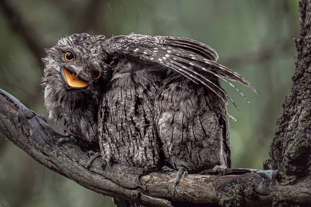 Adorable image of chick shielding its siblings among winners of Bird Photographer of the Year 2026 - BBC Wildlife Magazine image