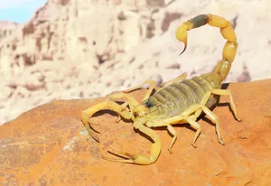 Palestine yellow scorpion or Deathstalker, Leiurus quinquestriatus on red sand stone with mountain of colored stony desert landscape in soft background Alexey Protasov/Getty Images