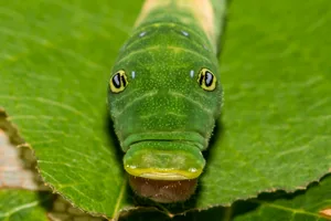 Eastern Tiger Swallowtail Caterpillar A close up of an Eastern Tiger Swallowtail Caterpillar.