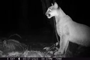 Puma at night