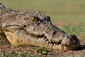 Nile crocodile (Crocodylus niloticus) basking, Chobe National Park, Botswana Nile crocodile