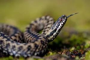Are there any snakes in Ireland? Are there any snakes in Ireland?
