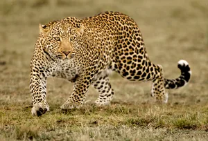 Leopard Leopard
