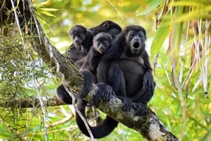 A family of Howler monkeys (Alouatta palliata) in a tree. Costa Rica, Central America. Howler monkeys are sitting on a branch of a tropical tree, looking at us curiously and making loud noises.