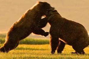 Grizzly bear fight Grizzly bear fight