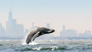 Blue Planet III : Episode: 03_Seasonal_Seas Picture Shows: A humpback whale (Megaptera novaeangliae) breaches in front of the iconic New York City skyline.