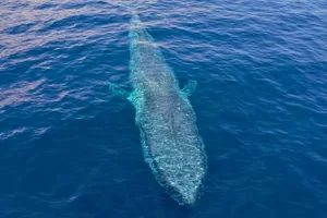 Pygmy blue whale Pygmy blue whale