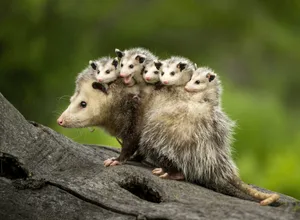 A mother opossum carrying her babies A mother opossum carrying her babies