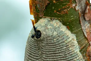 Warrior Wasp nest- Synoeca sp, Synoeca. Sabanas, Costa Rica wildlife Warrior wasp in nest