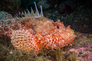 scorpaena escorpora scorpionfish illes medes portrait horizontal Scorpaena escorpora scorpionfish
