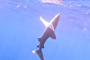 Oceanic whitetip shark breach Oceanic whitetip shark breach