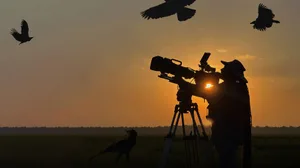 p0p01jl2 Hamza's African Birds of Prey