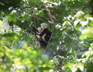CAD_1984 Tonkin snub nosed monkey