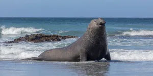 Southern Elephant Seal, Mirounga leonina, Sea Lion Island, Falklands southern elephant seal