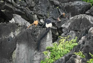 A family of critically endangered Delacour’s langurs, Van Long Nature Reserve, Vietnam A family of critically endangered Delacour's langurs, Van Long Nature Reserve, Vietnam