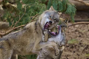 Two wolves in an intense fight in a wooded area, Wolf (Canis Lupus), Germany Two wolves