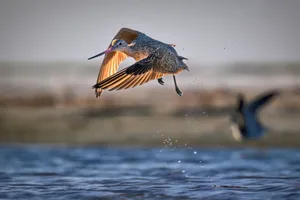 Bar-tailed Godwit taking flight off North Beach, Fort DeSoto Park, St. Petersburg, Florida Bar-tailed Godwit taking flight off North Beach, Fort DeSoto Park, St. Petersburg, Florida. This rare bird that is usually only spotted on the west coast of the US.