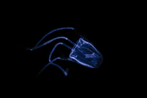 Irukandji Jellyfish Carukia barnesi