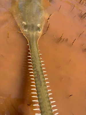 Green sawfish 3 – David Morgan Green sawfish
