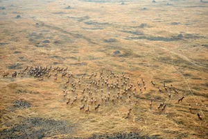 Herd of Tiang (Damaliscus tiang) in grassland close to seasonal flood areas of Sudd swamp, South Sudan Herd of Tiang