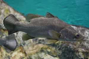 nile perch fish