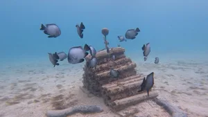 Damselfish swim near a separately located artificial reef “Stack” structure Damselfish swim near a separately located artificial reef “Stack” structure