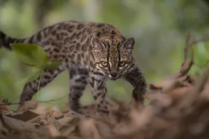 COPYRIGHT & USAGE PERMISSION: usage rights for this image are governed by National Geographic, which authorizes limited use for the image according to the terms below, without further permission or additional royalty payment. PERMITTED USE: These images m Tilcayo cat