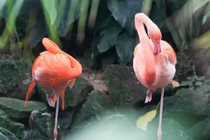 Why do flamingoes stand on one leg Why do flamingoes stand on one leg