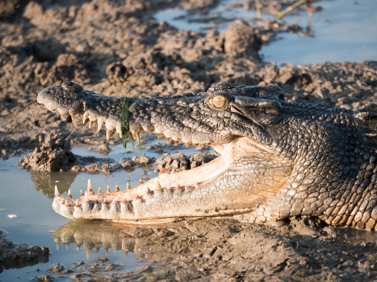 "Even amongst their fellow apex predators, they are still top of the food chain???" 7 animals so formidable they have virtually no predators