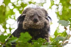Binturong