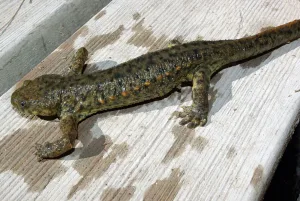 iberian-ribbed-newt A newt lies flat on a wet surface