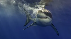 How deadly are sharks How deadly are sharks