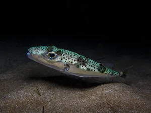 Silver-cheeked toadfish Sakis Lazarides/ Getty Images