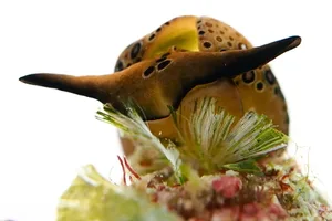 Sea slug feeding Sea slug feeding