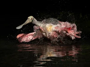 01_GP_Aud_APA-NA-2026_Roseate-Spoonbill-(Platalea-ajaja)_A1_44189-0_Photo-Jacqueline-Burke