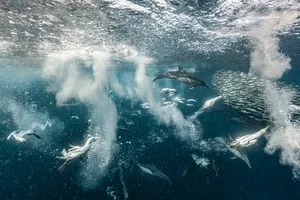 Cape gannets and common dolphins hunting around bait ball during sardine run South Africa Common dolphins