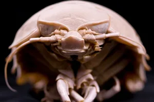 Giant isopod Giant isopod