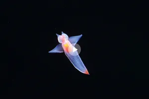 sea-angel video