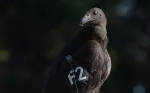 California condor California condor