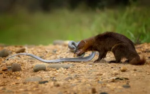 Mongoose hunting cobra war,Side view of squirrel eating food on land animals that can eat the world's most venomous snakes