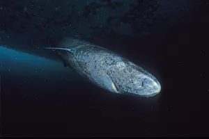 Greenland shark Greenland shark