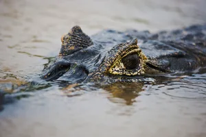 Caiman comes up to the surface of the Cuiaba River Caiman eye