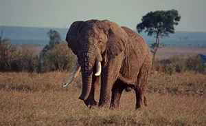 Elephant bull in Mara